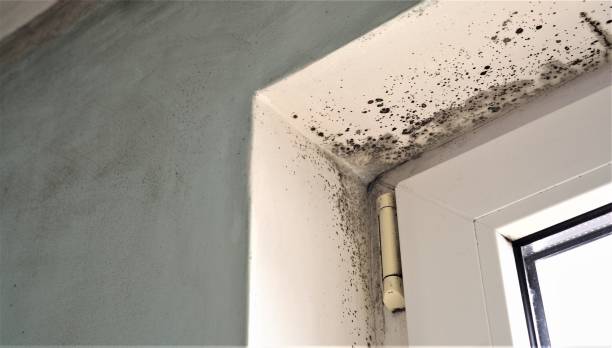 Best Airborne Mold Testing  in Ladera, CA