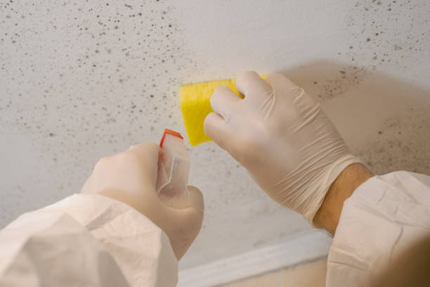 Best Asbestos and Lead Testing During Mold Inspection  in Ladera, CA