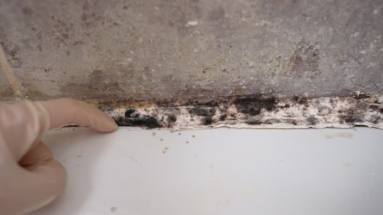 Best Biohazard Mold Removal  in Ladera, CA
